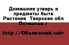 Домашняя утварь и предметы быта Растения. Тверская обл.,Осташков г.